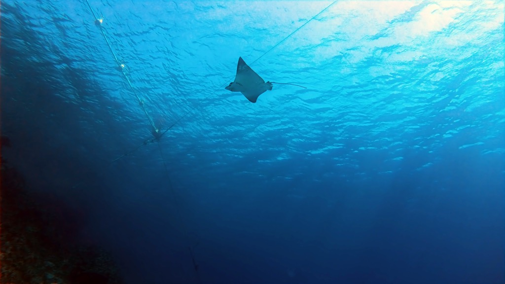 dive11