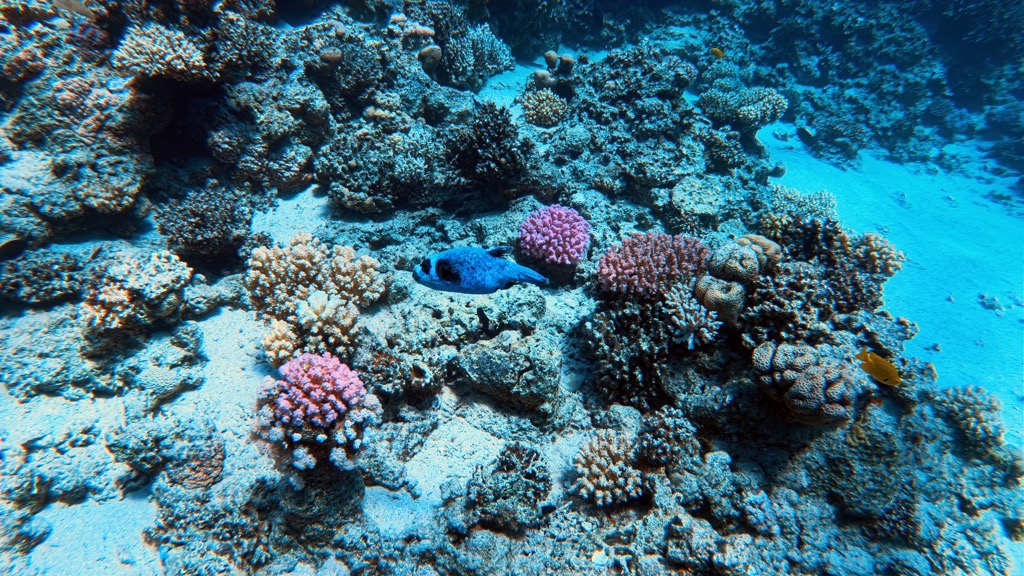 dive14