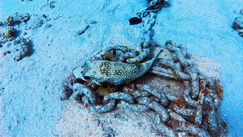 dive08