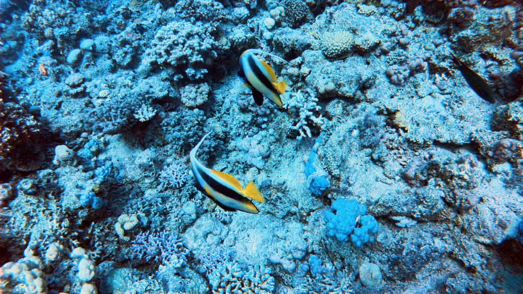 dive09