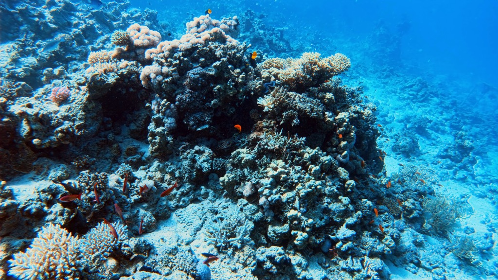 dive10