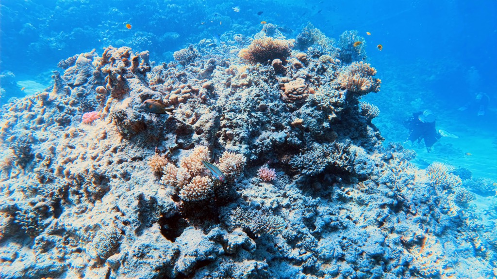 dive11