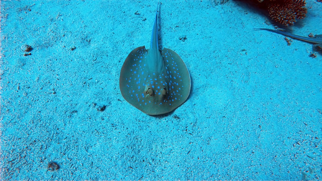 dive12