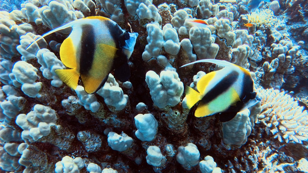 dive14