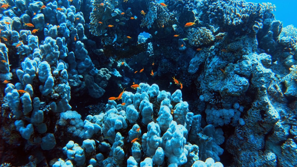 dive15